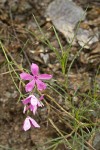 Snake River Phlox blossoms & foliage