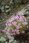 Snake River Phlox