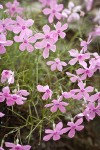 Snake River Phlox blossoms