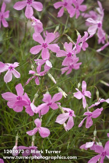 Phlox colubrina