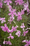 Snake River Phlox blossoms