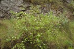 Barton's Raspberry at base of basalt cliff