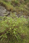 Barton's Raspberry at base of basalt cliff