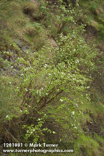 Rubus bartonianus