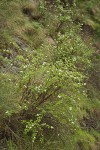 Barton's Raspberries at base of basalt cliff