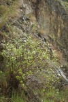 Barton's Raspberry at base of basalt cliff