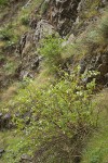 Barton's Raspberry at base of basalt cliff