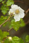 Barton's Raspberry blossom & foliage