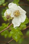 Barton's Raspberry blossom & foliage