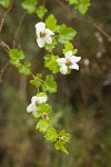 Barton's Raspberry blossoms & foliage