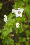 Barton's Raspberry blossom & foliage