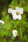 Barton's Raspberry blossom & foliage