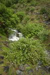 Barton's Raspberry, Snake River Gooseberry at mouth of Sawpit creek