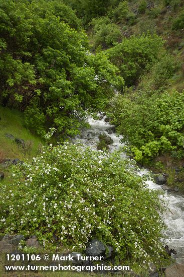 Rubus bartonianus