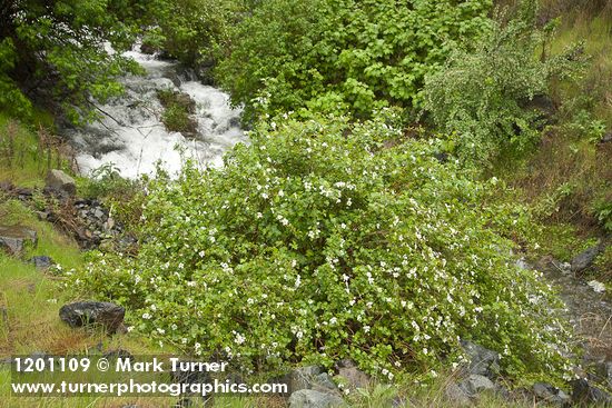 Rubus bartonianus; Ribes niveum