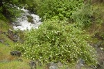 Barton's Raspberry, Snake River Gooseberry at mouth of Sawpit creek