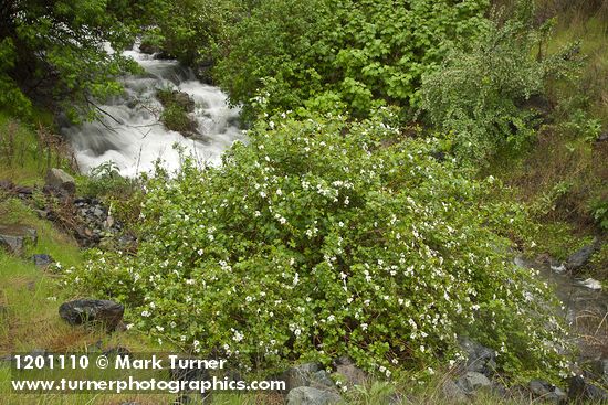 Rubus bartonianus; Ribes niveum