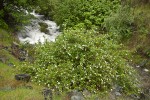 Barton's Raspberry, Snake River Gooseberry at mouth of Sawpit creek