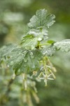 Snake River Gooseberry blossom & foliage w/ raindrops