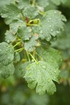 Snake River Gooseberry foliage w/ raindrops