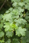 Snake River Gooseberry foliage w/ raindrops