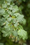 Snake River Gooseberry foliage w/ raindrops