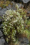 Clustered Phlox