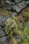 Clustered Phlox