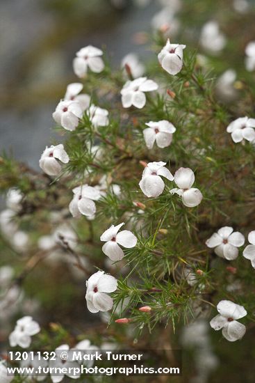 Phlox caespitosa