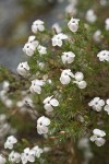 Clustered Phlox blossoms & foliage w/ raindrops