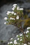 Clustered Phlox blossoms & foliage w/ raindrops