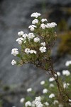 Clustered Phlox blossoms & foliage w/ raindrops