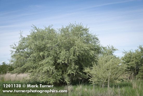 Elaeagnus umbellata