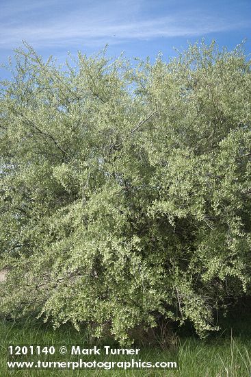 Elaeagnus umbellata