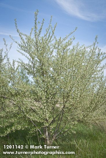 Elaeagnus umbellata