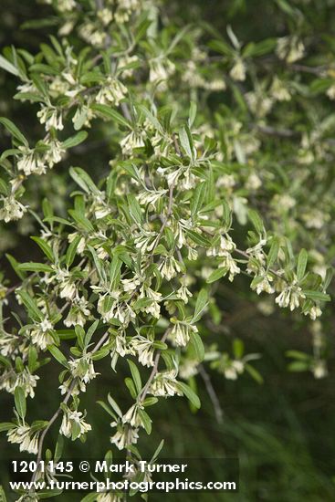 Elaeagnus umbellata