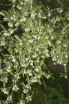 Autumn Olive blossoms & foliage