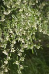 Autumn Olive blossoms & foliage