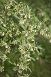 Autumn Olive blossoms & foliage