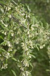 Autumn Olive blossoms & foliage