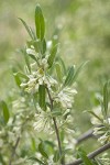 Autumn Olive blossoms & foliage