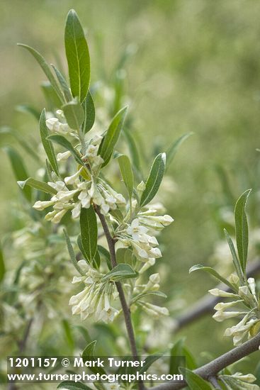 Elaeagnus umbellata