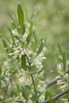 Autumn Olive blossoms & foliage