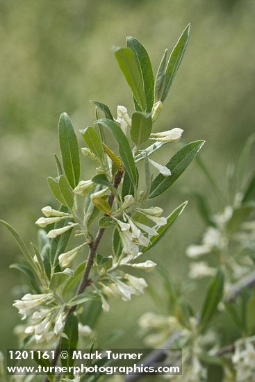 Elaeagnus umbellata