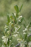 Autumn Olive blossoms & foliage