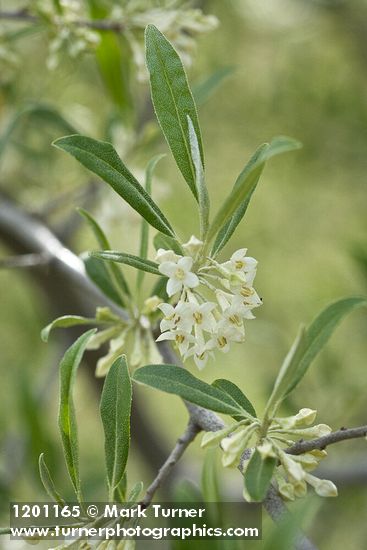 Elaeagnus umbellata