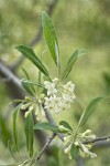 Autumn Olive blossoms & foliage