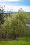 Golden Willow