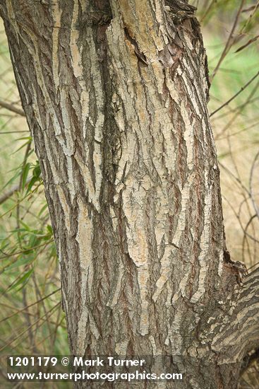 Salix alba