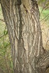Golden Willow bark
